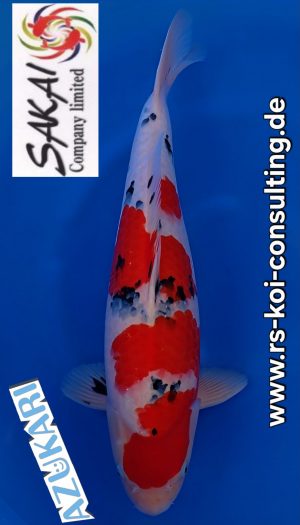 Sanke Sakai Co.Ltd. - Azukari Nisai #2