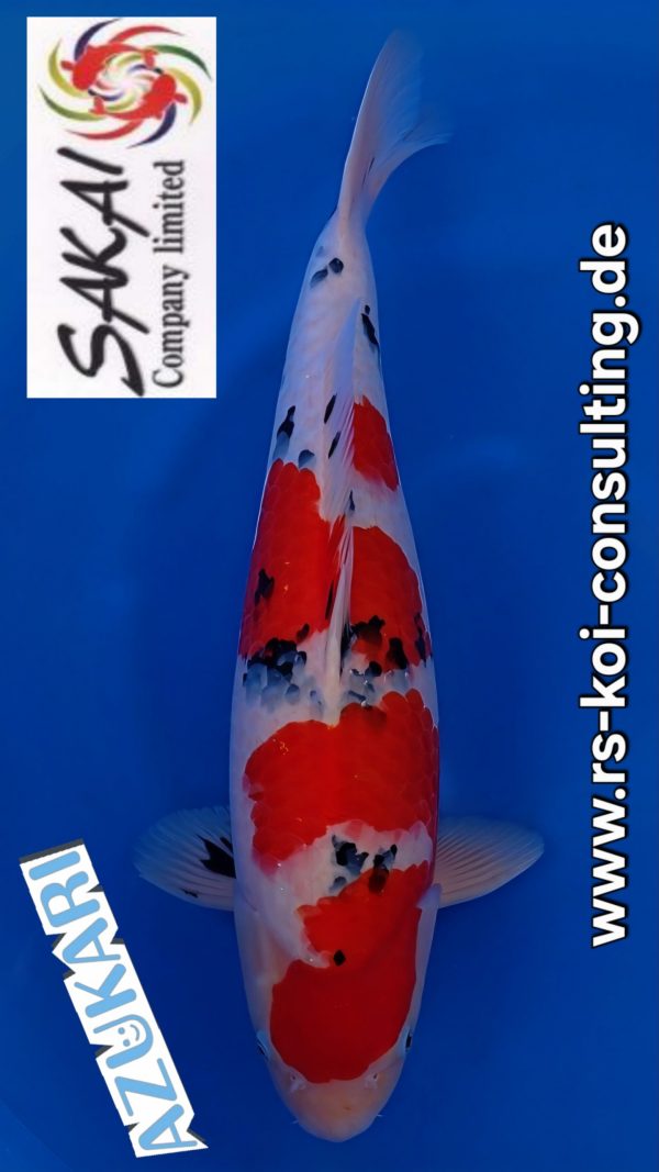 Screenshot_20260410_005027_Video Player(1)