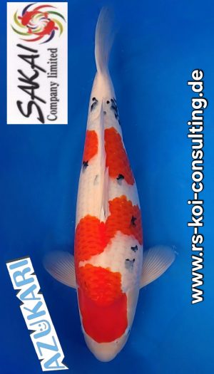 Sanke Sakai Co.Ltd. - Azukari Nisai #2