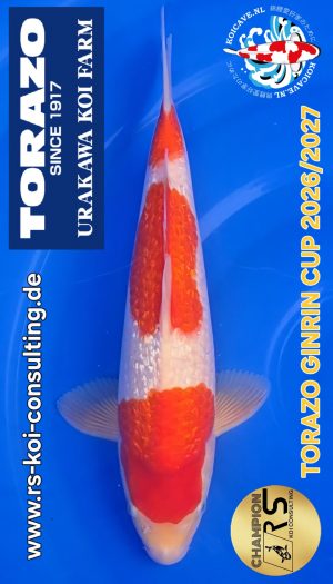 TORAZO GR Kohaku Tosai #02