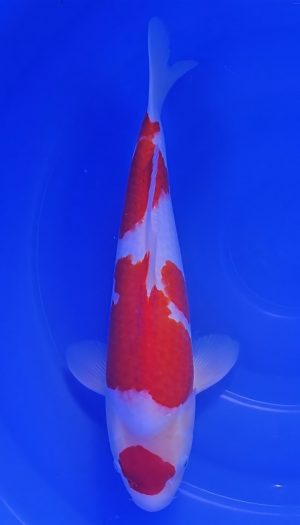 TORAZO Kohaku Tosai #08 – Bild 2