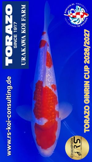 TORAZO GR Kohaku Tosai #03