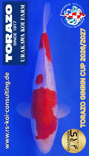 TORAZO GR Kohaku Tosai #04