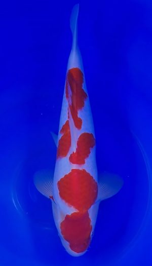 TORAZO Kohaku Tosai #06 – Bild 2