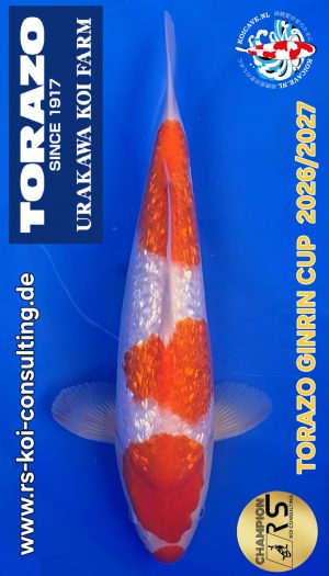 TORAZO GR Kohaku Tosai #06