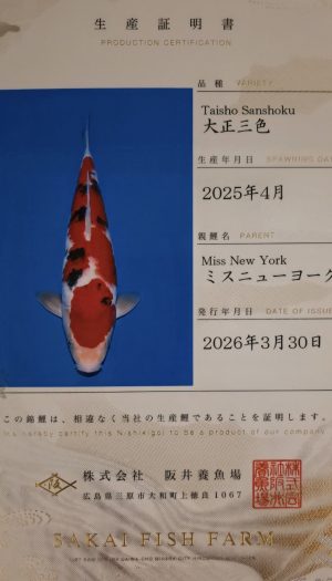 Sakai FF Sanke Tosai #03 – Bild 3