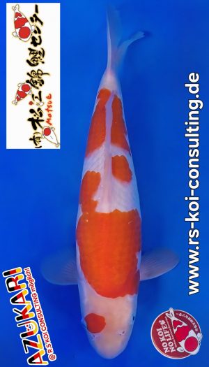 MATSUE Kohaku Tosai #11 – Bild 1