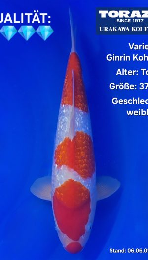 TORAZO GR Kohaku Tosai #06