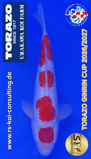 TORAZO GR Kohaku Tosai #05