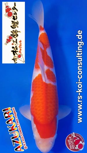 MATSUE Kohaku Tosai #10 – Bild 1