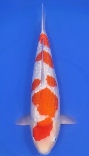 Torazo Ginrin Kohaku - Show-Nisai – Bild 2
