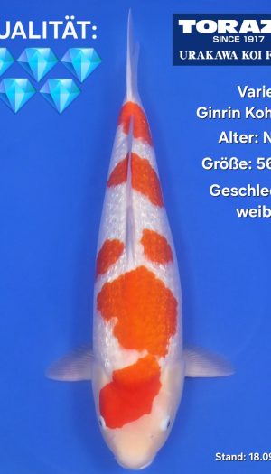 Torazo Ginrin Kohaku - Show-Nisai – Bild 1