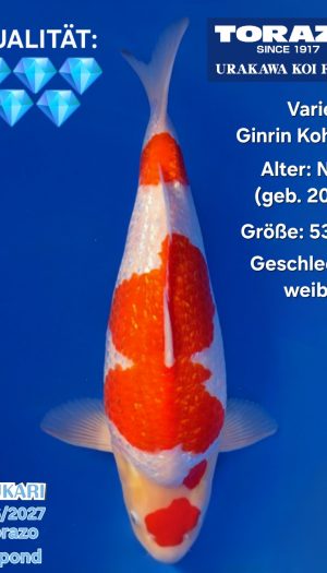 Torazo Ginrin Kohaku - Show-Nisai #1