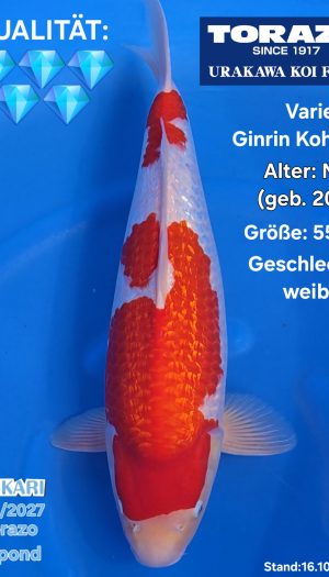 Torazo Ginrin Kohaku - Show-Nisai #2
