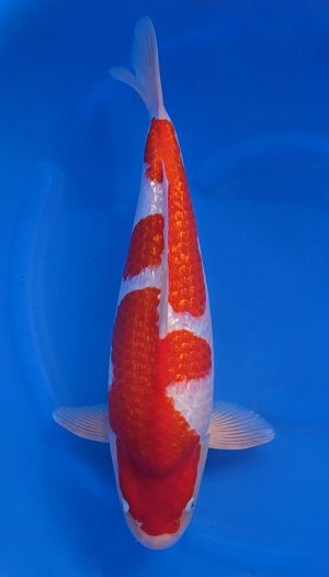 Torazo Ginrin Kohaku - Show-Nisai #3 – Bild 2