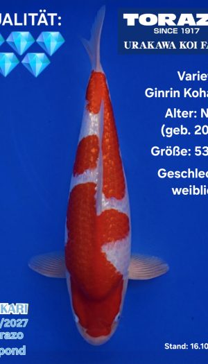 Torazo Ginrin Kohaku - Show-Nisai #3