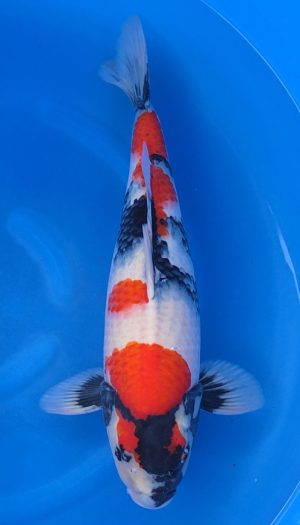 Nogami Showa - Nisai female – Bild 2